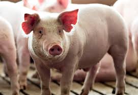 Lợn thương phẩm